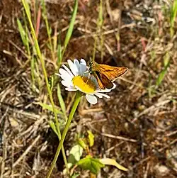 Rostfarbener Dickkopffalter (Ochlodes sylvanus) im NSG