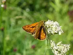 Rostfarbener Dickkopffalter (Ochlodes sylvanus)