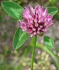 Blätter des Wiesenklees (Trifolium pratense)