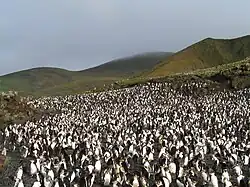 Haubenpinguin-Kolonie