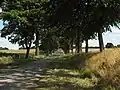Allee bei Ruester Krug