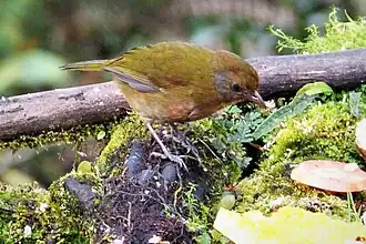 Oliv-Haubendickkopf[3]