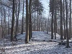Halde eines Wetterschachts am Rand des Ruheforsts