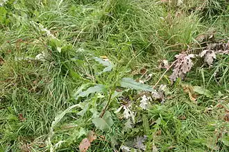 Gemüse-Ampfer (Rumex longifolius)