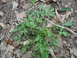 Kleiner Sauerampfer (Rumex acetosella)