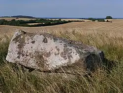 Runddysse vom Galgebjerg