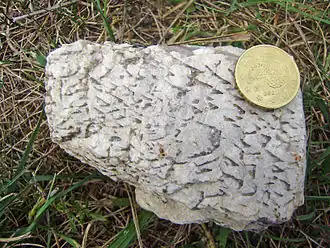 Schriftgranit aus Pegmatiten im Saint-Mathieu-Leukogranit am Lac de Saint-Mathieu