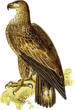 Weißkopfseeadler