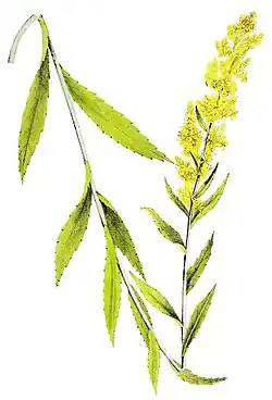 Goldrute (Solidago bicolor)
