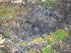 Rußkohlenflöz, Zwickauer Mulde, linkes Ufer, Detail