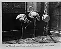 Frères Séeberger: Flamingos im Pariser Jardin des Plantes, Aufnahme von 1905