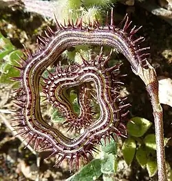 Stacheliger Skorpionsschwanz (Scorpiurus muricatus)
