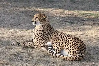 Gepard