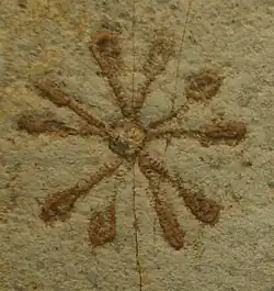 Seelilie Saccocoma tenella