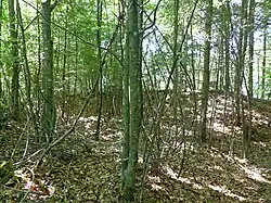 Eckig/runde Substruktion im Westen. Festes Haus, Turm(?)