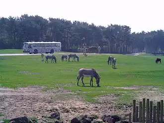 Zebras bei der Bus-Safari