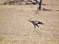 Der Sekretär sucht seine Nahrung ausschließlich am Boden und legt dabei weite Strecken schreitend zurück.