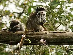 Kaiserschnurrbarttamarine (Saguinus imperator)