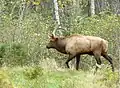 Wapiti (Cervus canadensis)