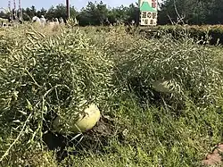 Sakurajima-Dai­kon­feldwegrand 2018