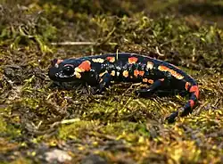 Rote Variante aus dem Saarland