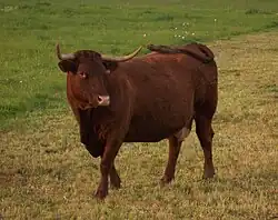 Salers im Département Cantal in der Auvergne