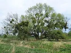 Salix mit Mistelbefall