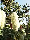 Numidische Tanne (Abies numidica)
