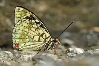 Flügelunterseite Männchen