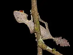 Uroplatus phantasticus, Unterseite