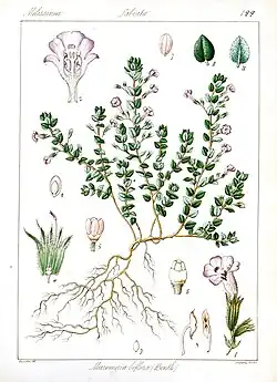 Micromeria biflora (ähnlich ist Micromeria juliana) (versch. Micromeria-Arten; „Emperor’s Mint“)