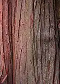 Stamm mit Borke