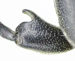 Abb. 3: Diffuse Punktur Bein von Scaurus sp.