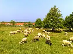 Schafe bei Uhlerborn