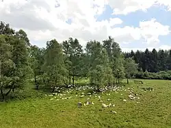 Schafherde in der Wentorfer Lohe