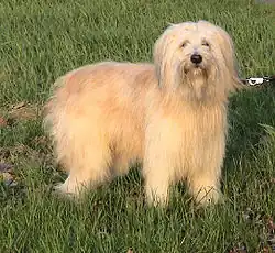 Schafpudel, Schlag der Altdeutschen Hütehunden