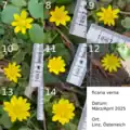 Collage von Blüten mit 7 bis 14 Kronblättern