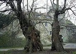 Blut-Linde in Schaumburg