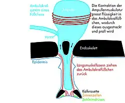Funktionsweise eines Ambulakralfüßchens mit zugehöriger Ampulle