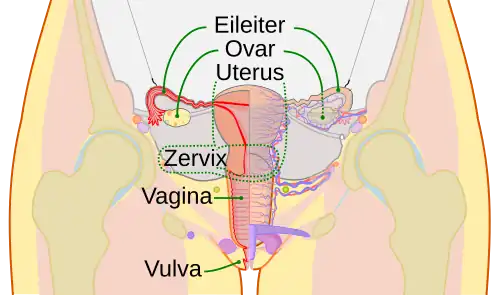 Schematische Zeichnung der Geschlechtsorgane der Frau inklusive Vagina
