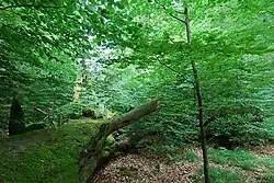 Das Bild zeigt einen dicken, umgestürzten Baum in einem Wald.