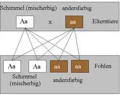 Wird ein mischerbiger Schimmel mit einem andersfarbigen Pferd gepaart, so ist das Fohlen mit einer Wahrscheinlichkeit: von 50 % ein mischerbiger Schimmel, von ebenfalls 50 % andersfarbig.