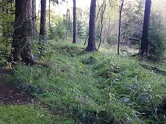 Teilstück Schindelbrücher Kunstgraben, im Gelände noch erkennbar