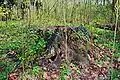 Verrottender Baumstumpf