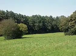 Das Tal des Schlumper-Bachs zwischen dem Oberholz und Störmthal. Der Bach verläuft an der Gehölzgrenze
