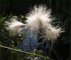 Schmalblättriges Wollgras (Eriophorum angustifolium)