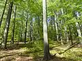 Naturdenkmal am Südhang, alter Buchenbestand aus dem 19. Jahrhundert
