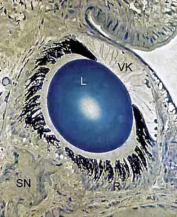 Semidünnschnitt durch das Auge einer Weinbergschnecke. VK vordere Kammer, L Linse in der hinteren Kammer, R Retina, SN Sehnerv (Toluidinblau, Phasenkontrast)