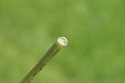 Bei einem bestimmten Druck in der Kammer tritt der Xylemsaft auf der Schnittfläche hervor.