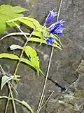 Schwalbenwurz-Enzian (Gentiana asclepiadea)